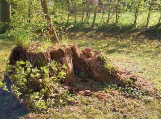 Baumstumpf mit Gras
