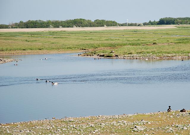 Vögel in den Brackwasser-Teichen - Foto: Hergen Köhnke